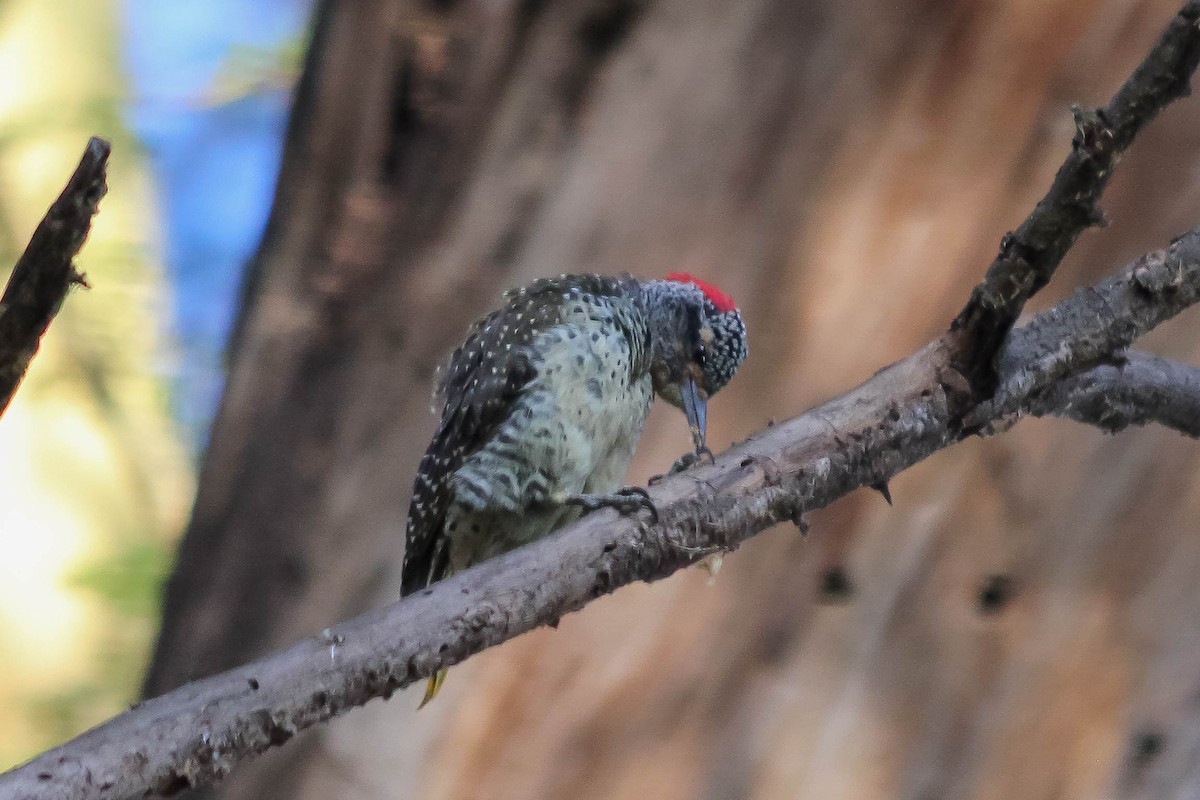 Nubian Woodpecker - ML637641556
