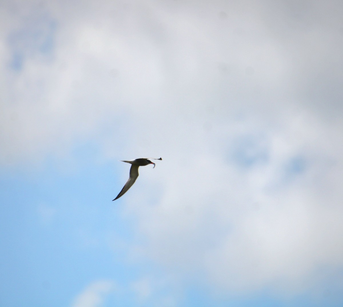 Common Tern (hirundo/tibetana) - ML637641580