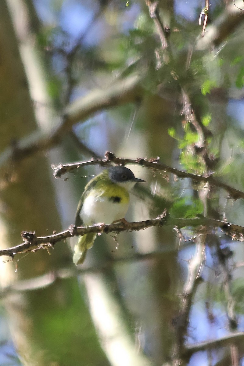 Yellow-breasted Apalis - ML637641604