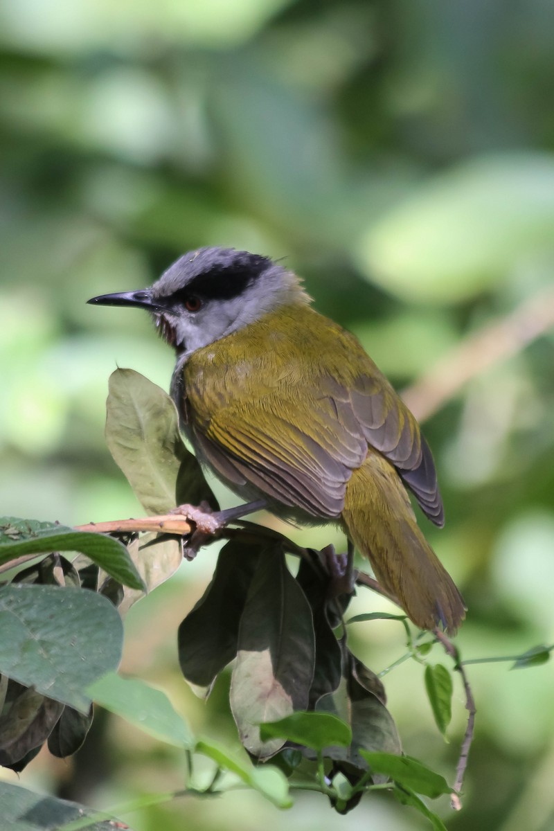 Gray-capped Warbler - ML637641609