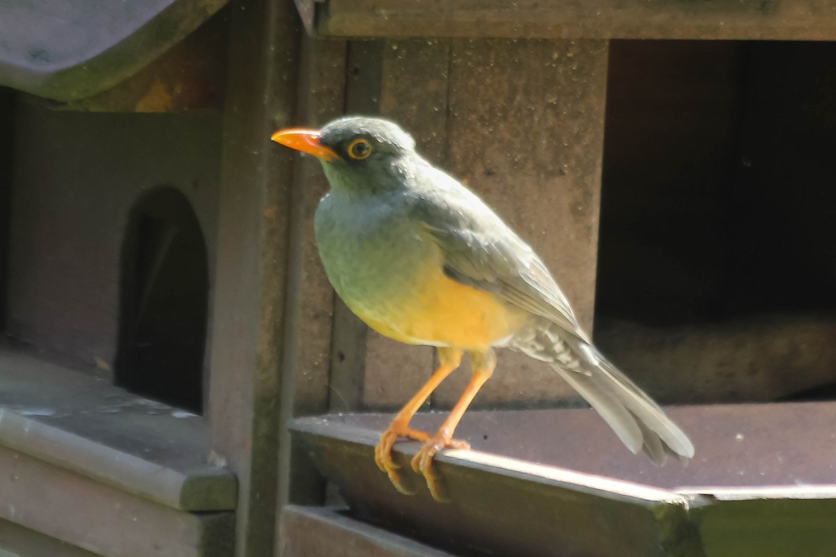 Abyssinian Thrush - ML637641622