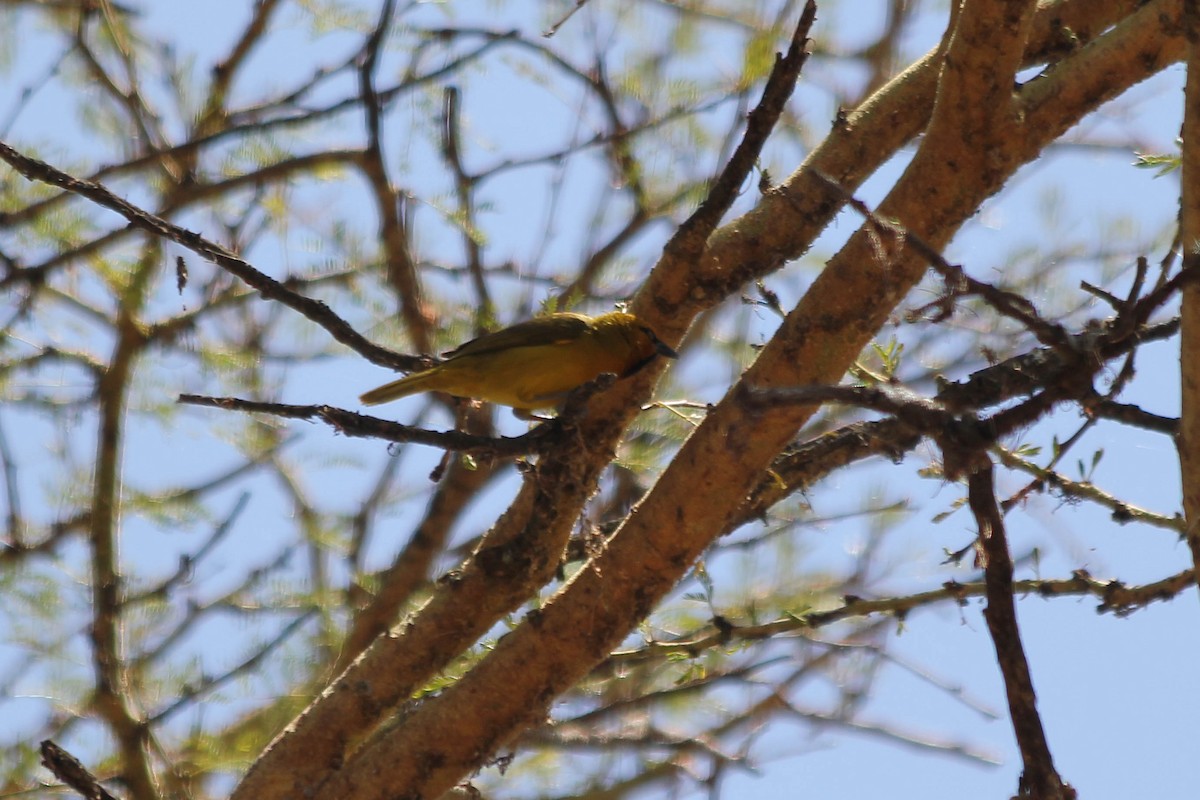 Spectacled Weaver - ML637641671