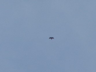 Pallid Harrier - ML637641678