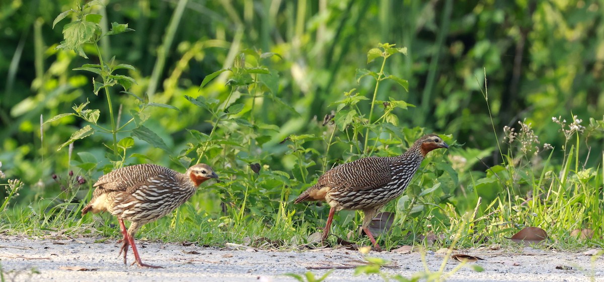 Swamp Francolin - ML637641679
