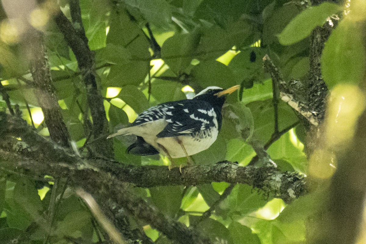 Pied Thrush - ML637641703