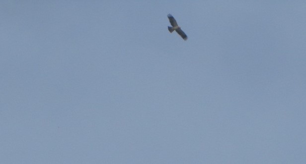 Greater Spotted Eagle - ML637641789