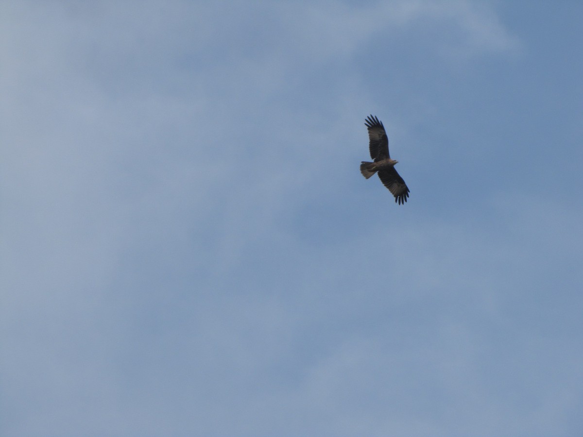 Indian Spotted Eagle - ML637641799