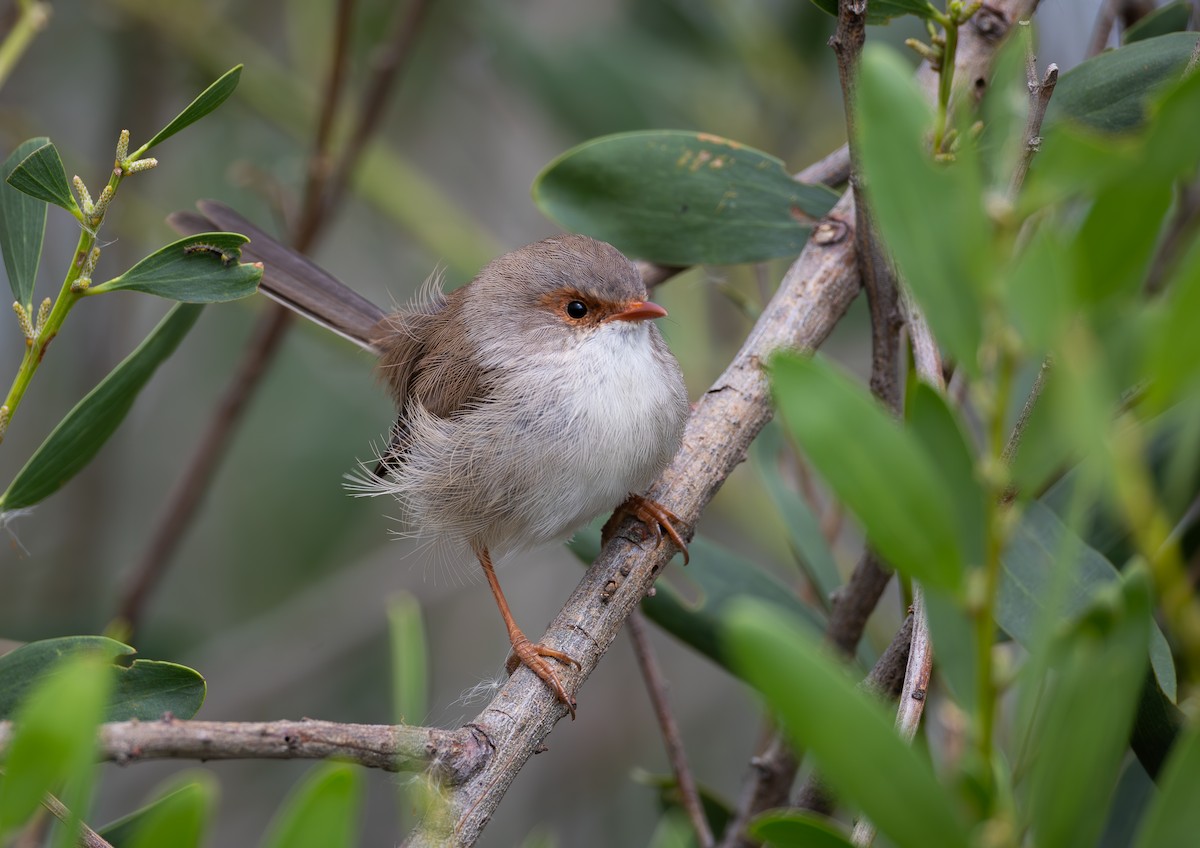 Superb Fairywren - ML637641800
