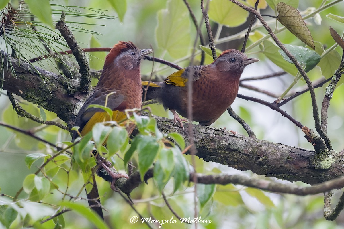 Assam Laughingthrush - ML637641807