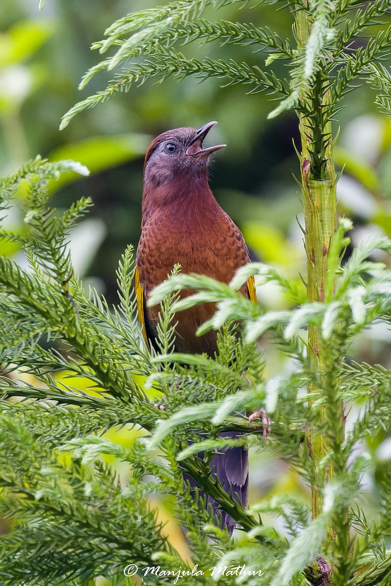 Assam Laughingthrush - ML637641809