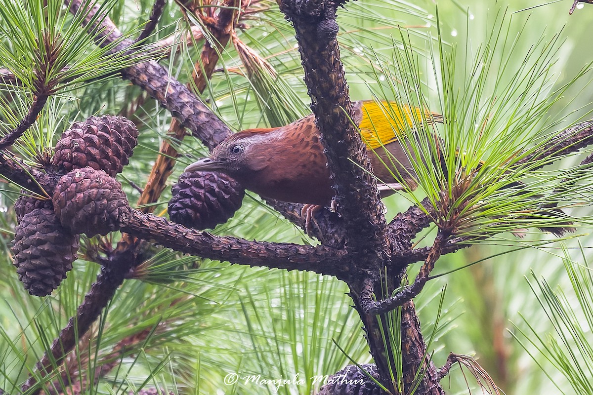 Assam Laughingthrush - ML637641811
