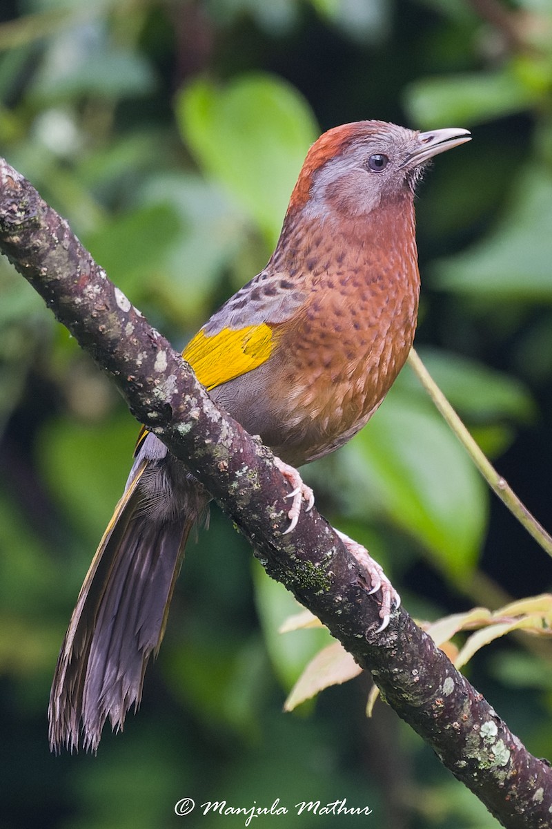 Assam Laughingthrush - ML637641817