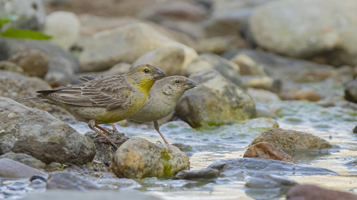 Raimondi's Yellow-Finch - ML637641891