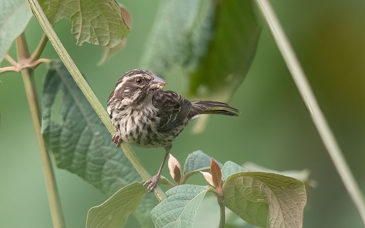 Streaky Seedeater - ML637641903