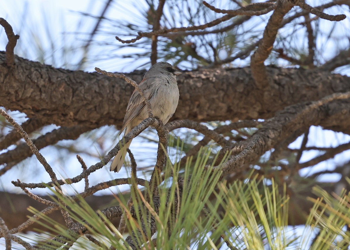 Dark-eyed Junco - ML637641967