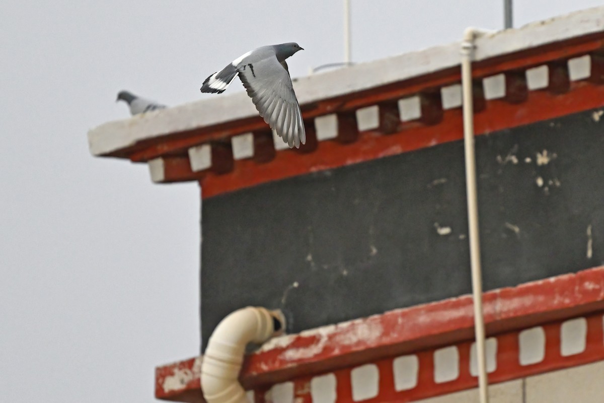 Hill Pigeon - ML637642014
