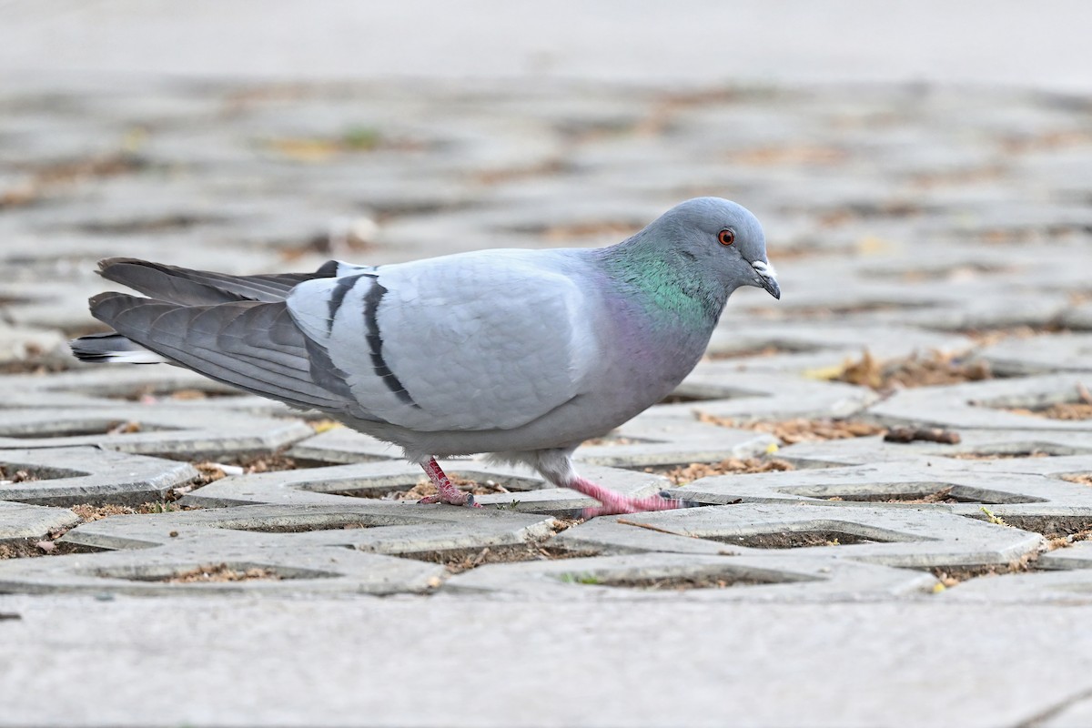Hill Pigeon - ML637642039
