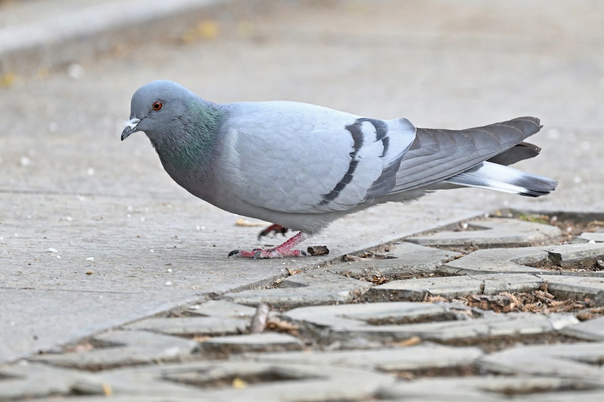 Hill Pigeon - ML637642040