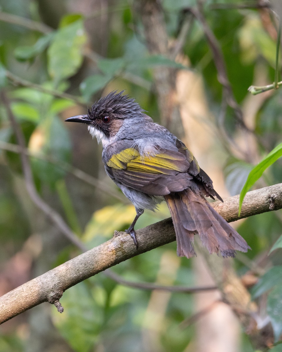 Ashy Bulbul - ML637642084