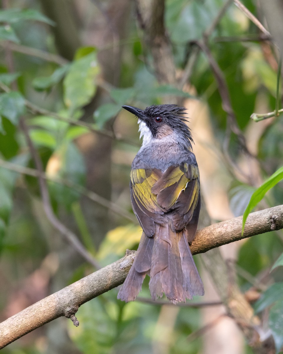 Ashy Bulbul - ML637642085