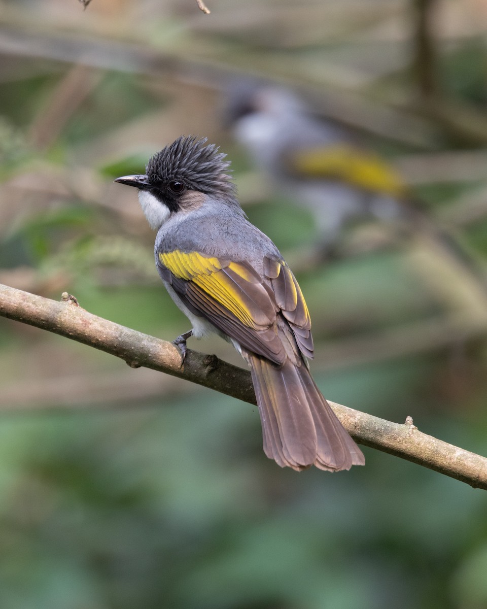 Ashy Bulbul - ML637642086