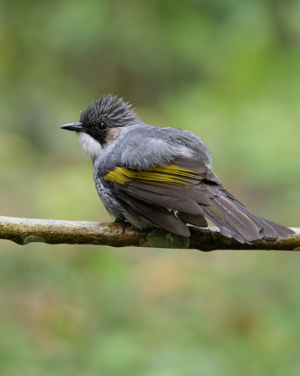 Ashy Bulbul - ML637642087