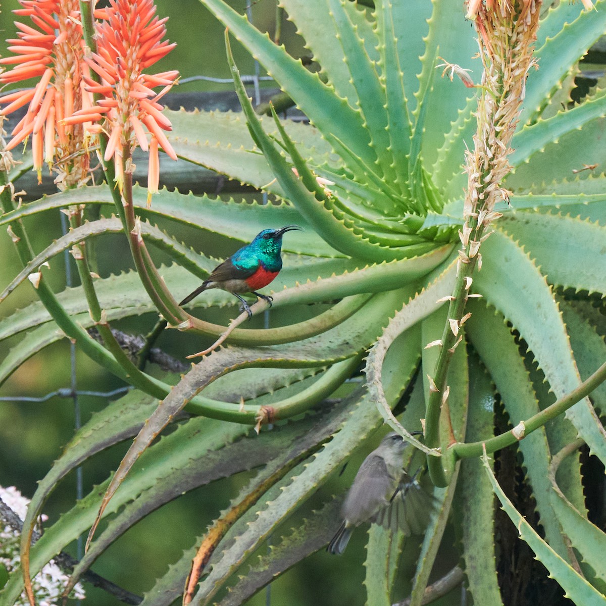 Greater Double-collared Sunbird - ML637642095