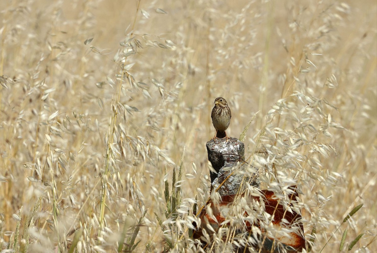 Corn Bunting - ML637642111