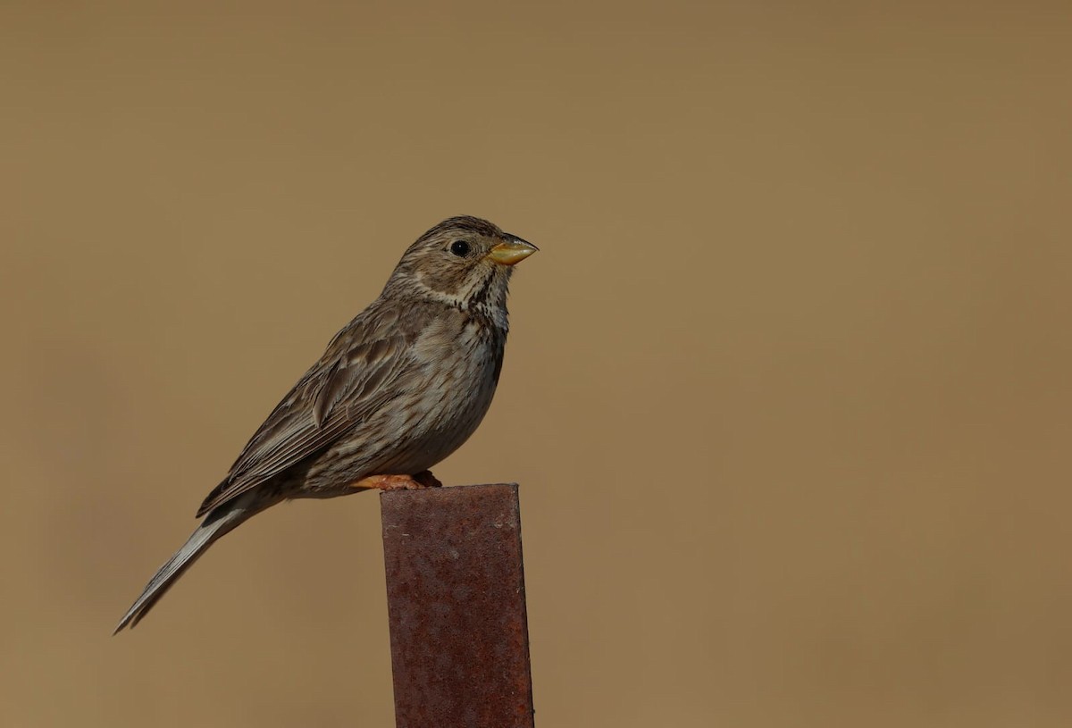 Corn Bunting - ML637642116