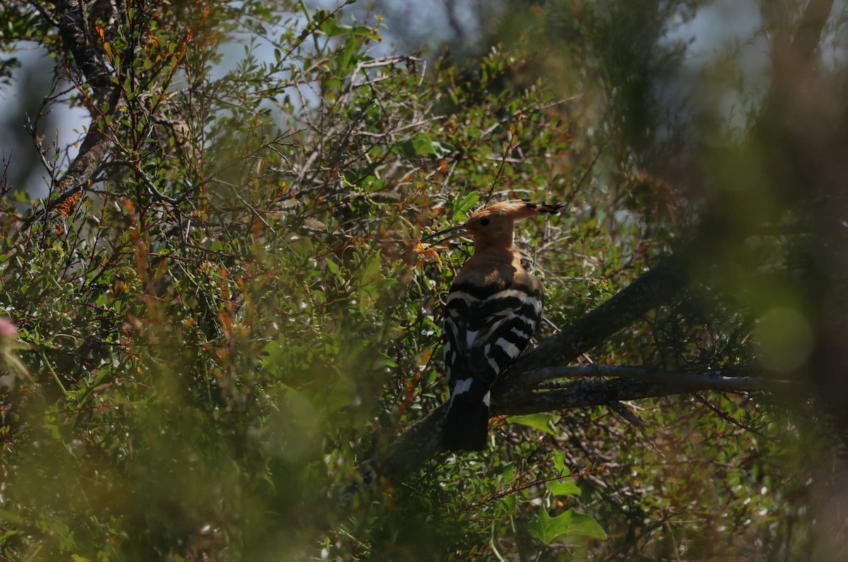 Eurasian Hoopoe - ML637642126