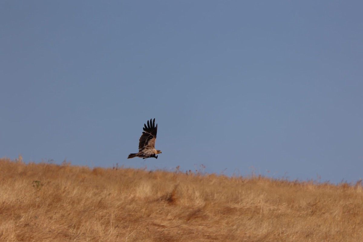 Spanish Eagle - ML637642138