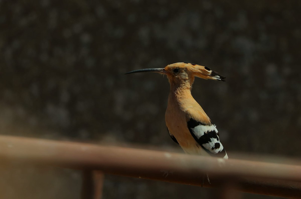 Eurasian Hoopoe - ML637642247