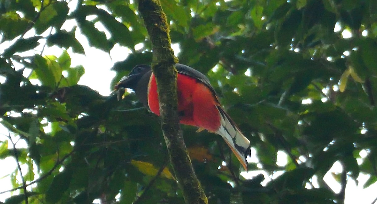 Malabar Trogon - ML637642249