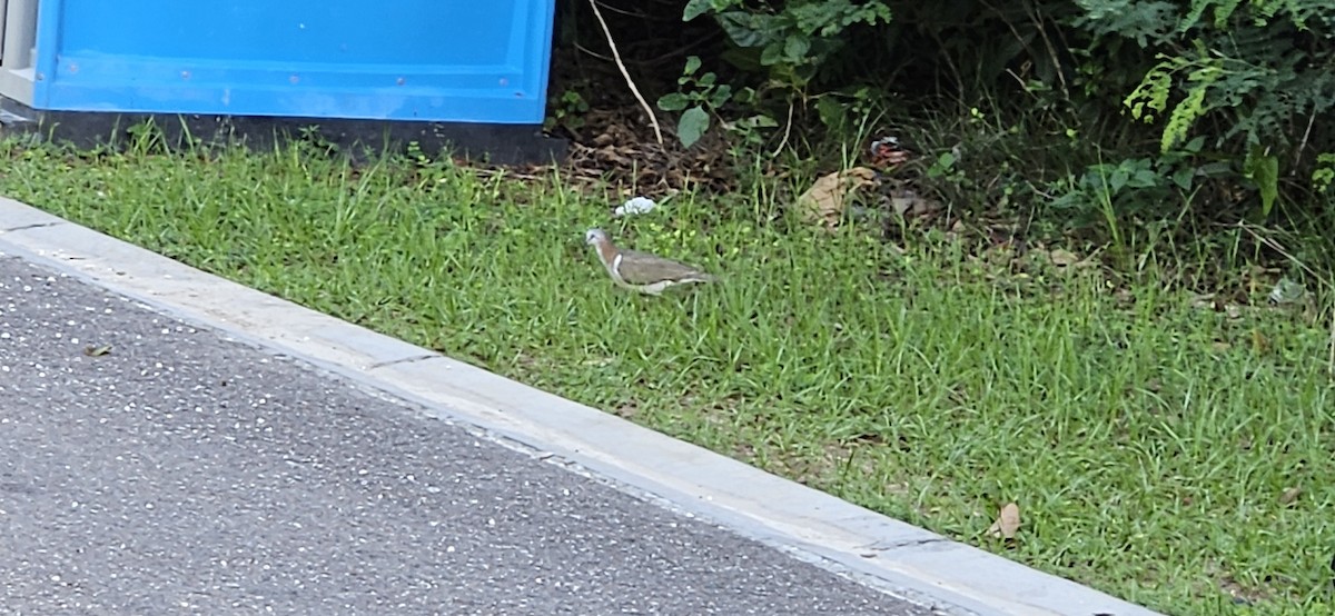 Caribbean Dove - ML637642251