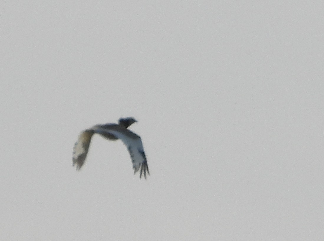 Little Bustard - ML637642282