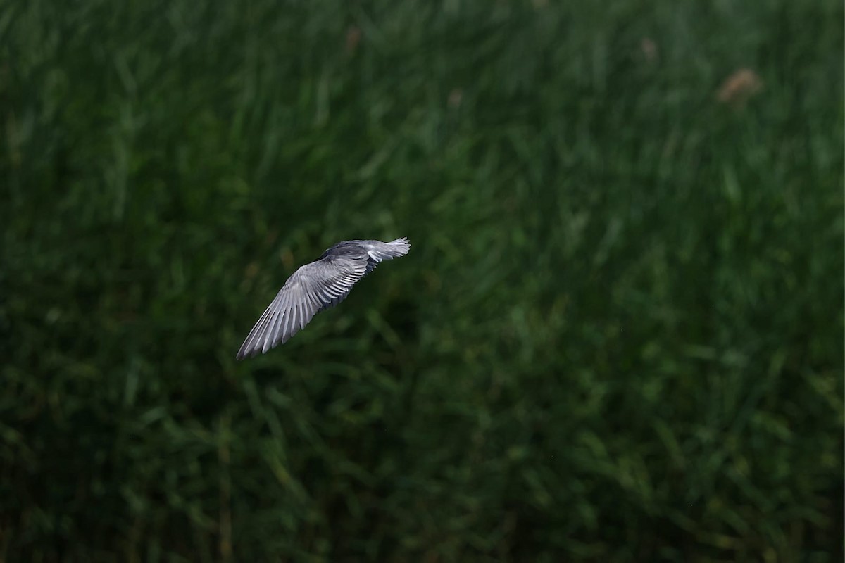 Whiskered Tern - ML637642304