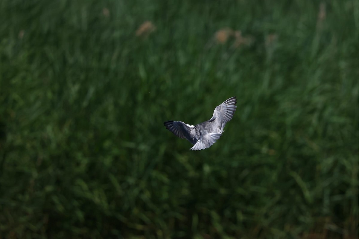Whiskered Tern - ML637642305
