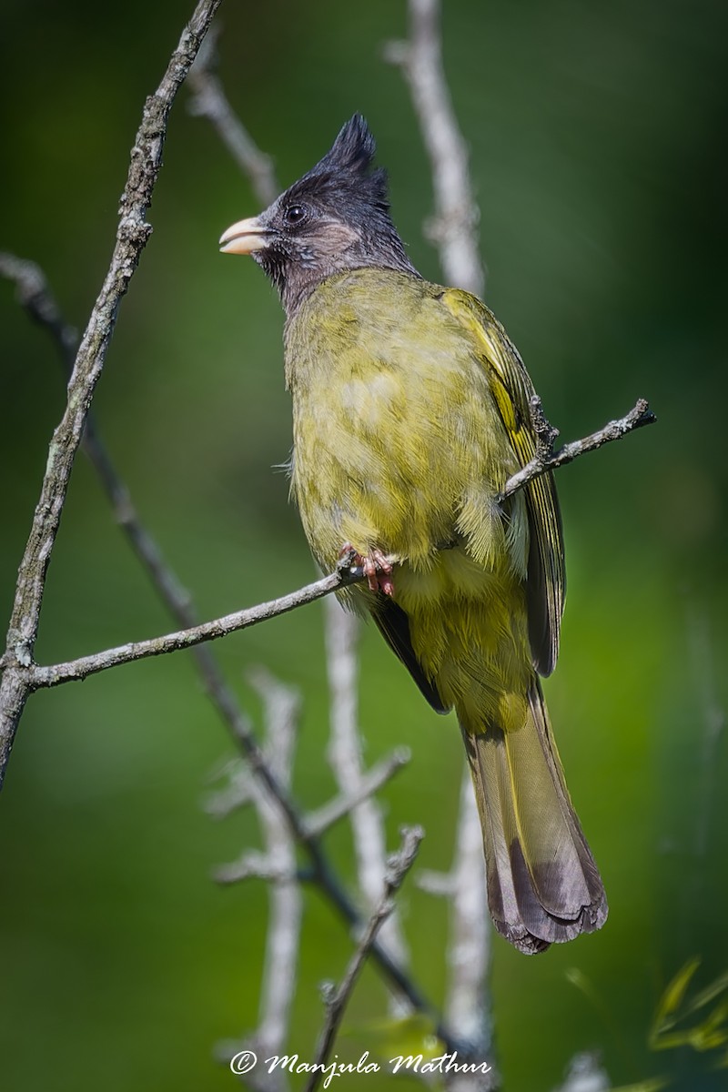 Crested Finchbill - ML637642323