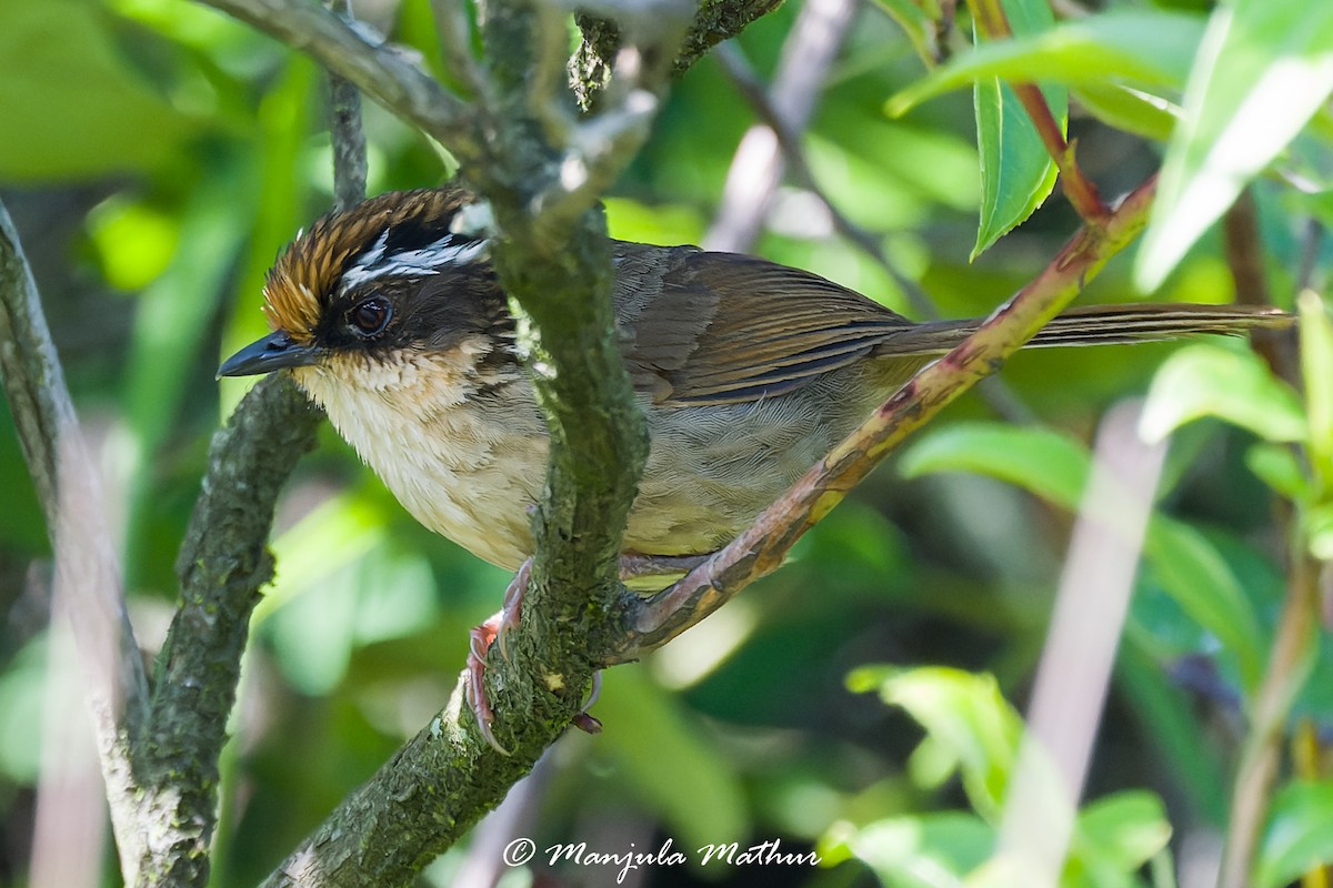 Rusty-capped Fulvetta - ML637642367