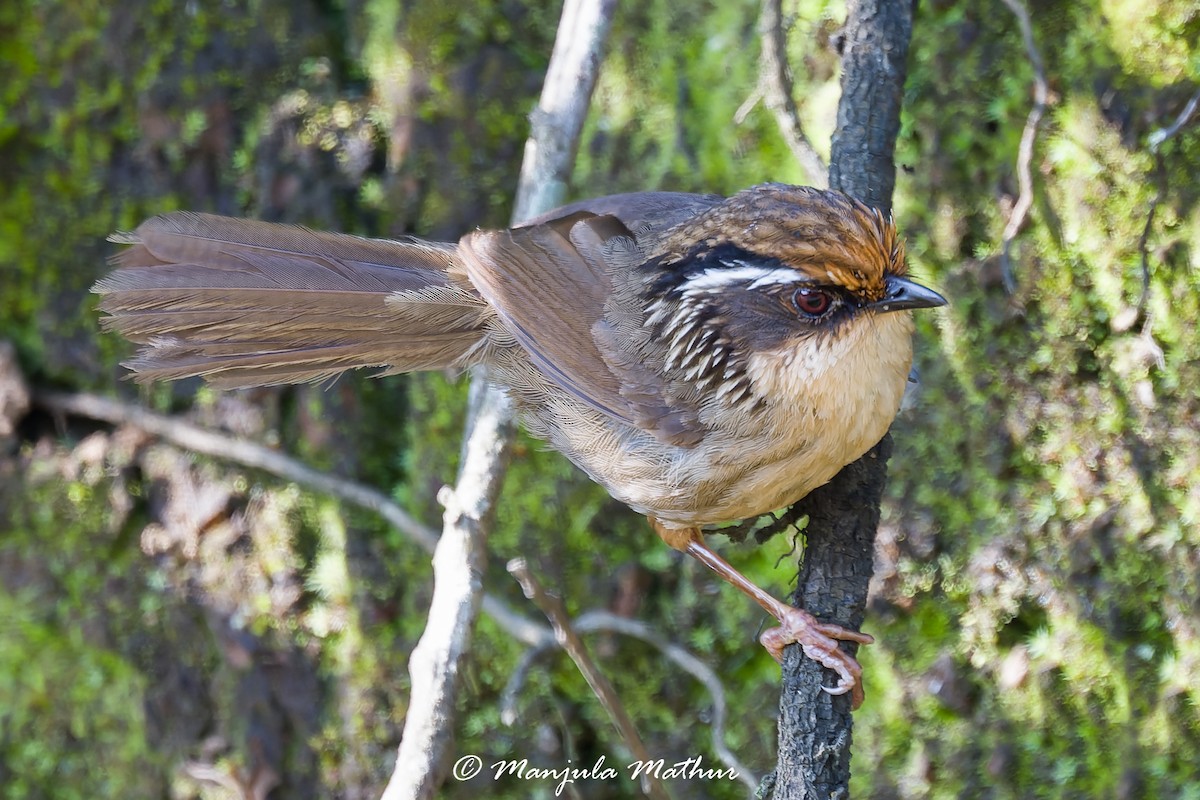 Rusty-capped Fulvetta - ML637642371