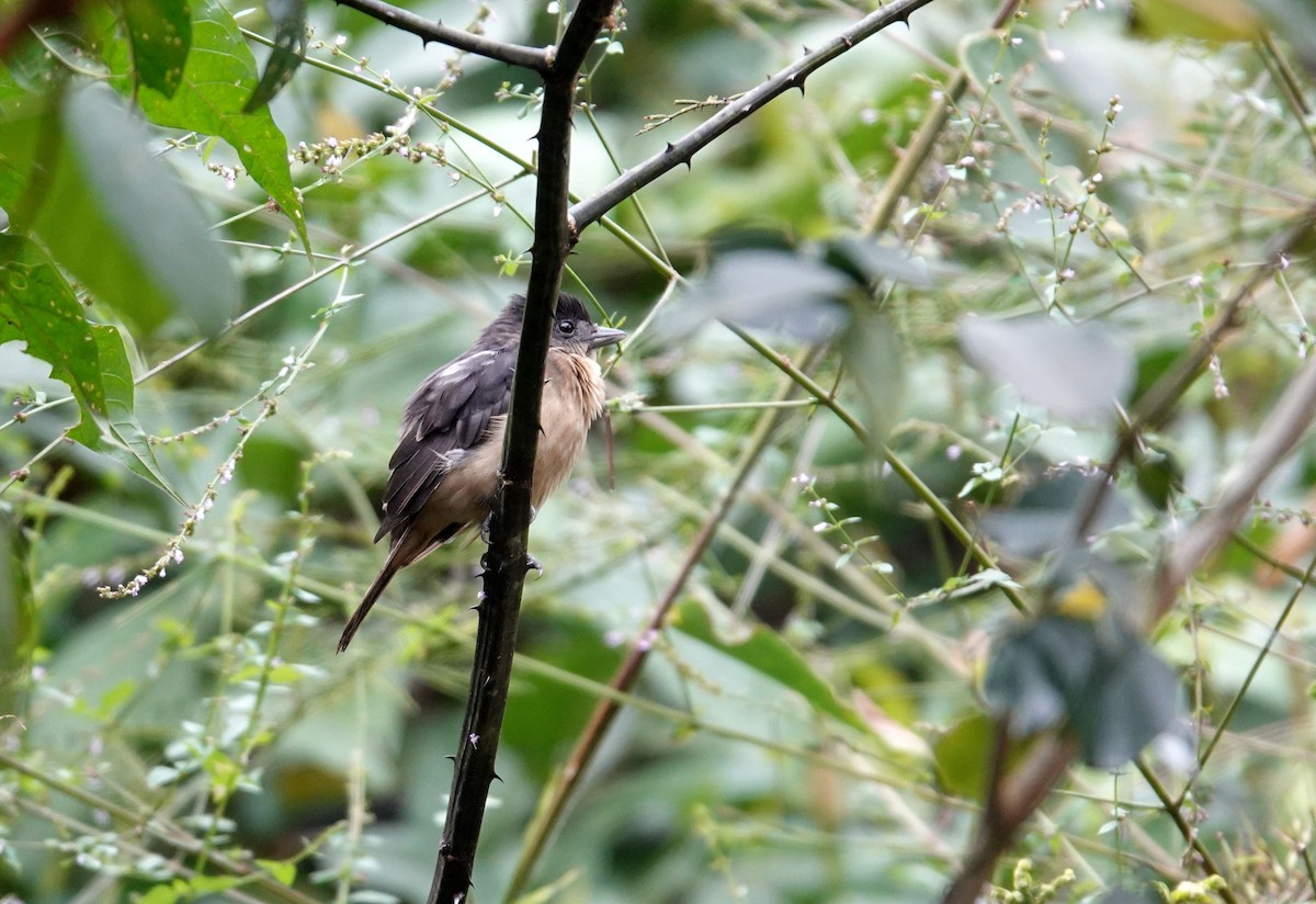 Crested Becard - ML637642372