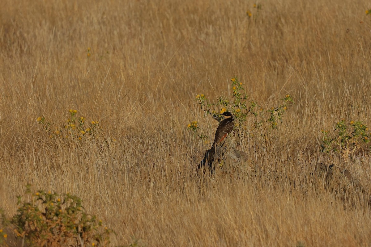 Great Spotted Cuckoo - ML637642379