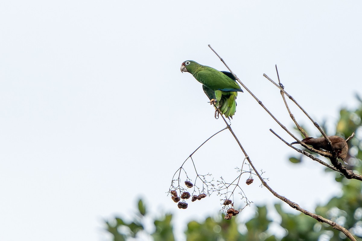 Puerto Rican Amazon - ML637642390