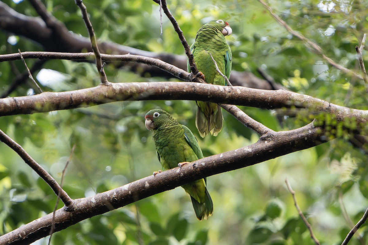 Puerto Rican Amazon - ML637642391
