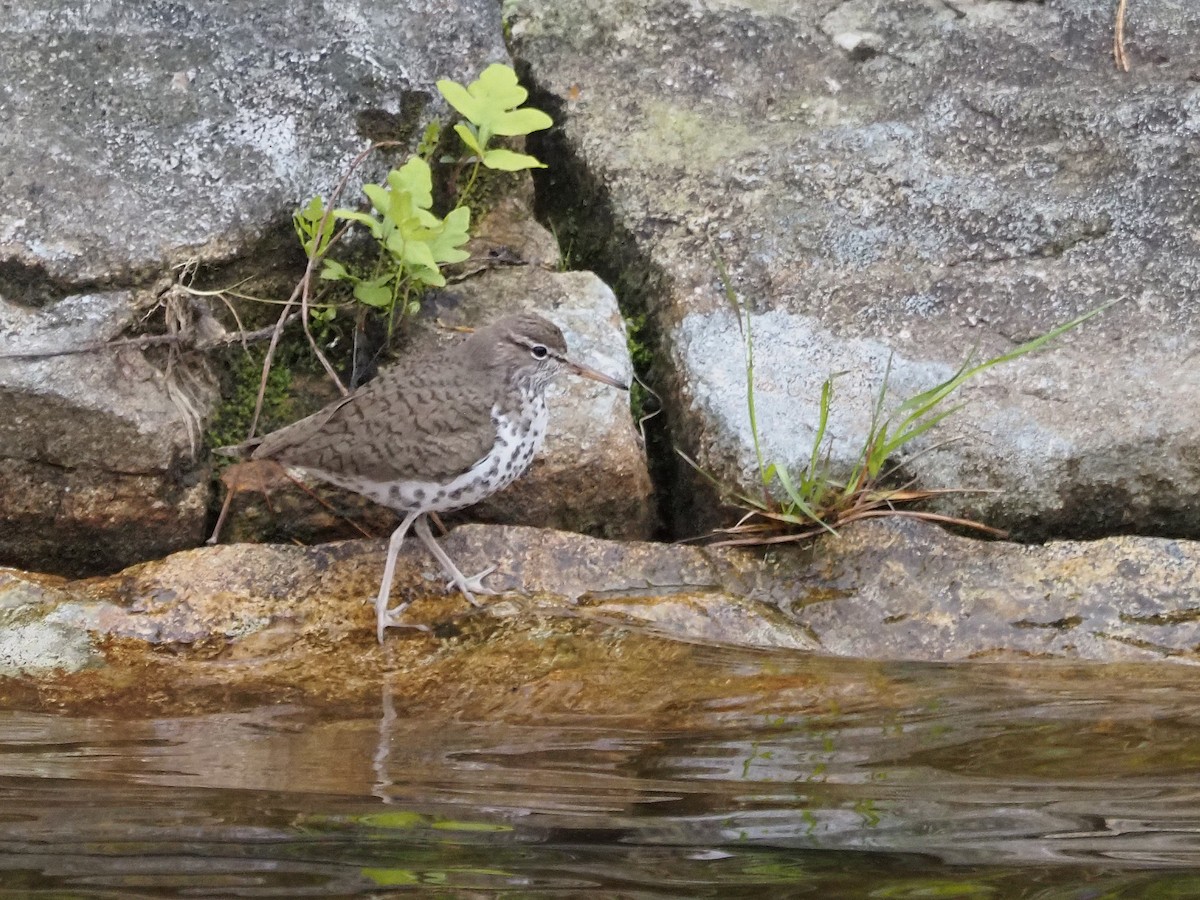 Spotted Sandpiper - ML637642392