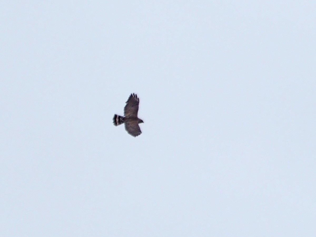 Broad-winged Hawk - ML637642393