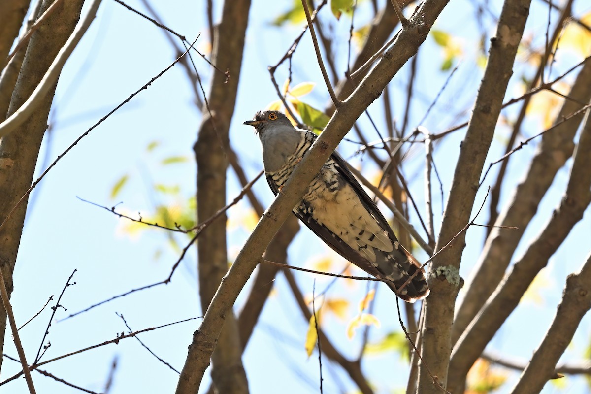 Himalayan Cuckoo - ML637642395