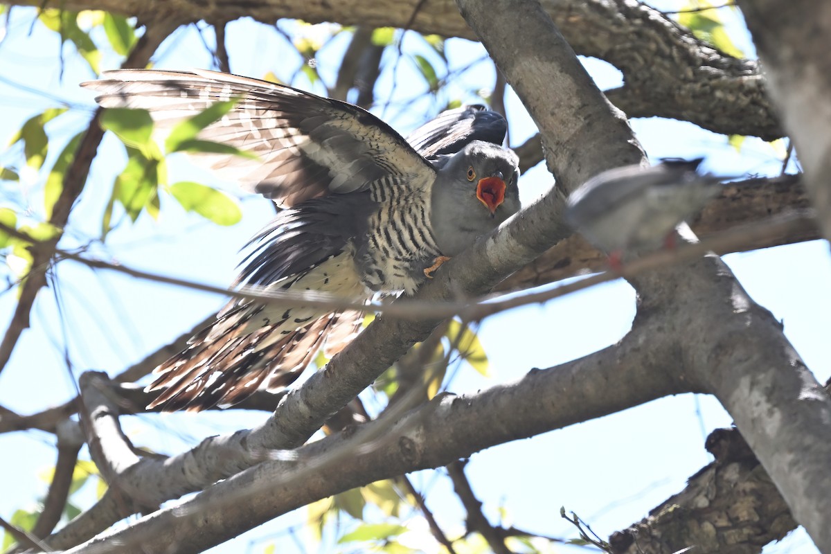 Himalayan Cuckoo - ML637642396