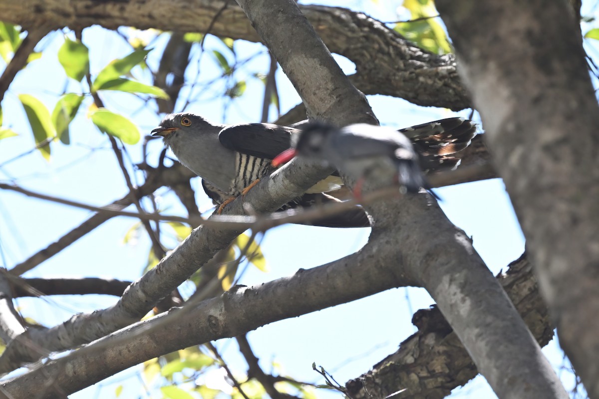 Himalayan Cuckoo - ML637642397
