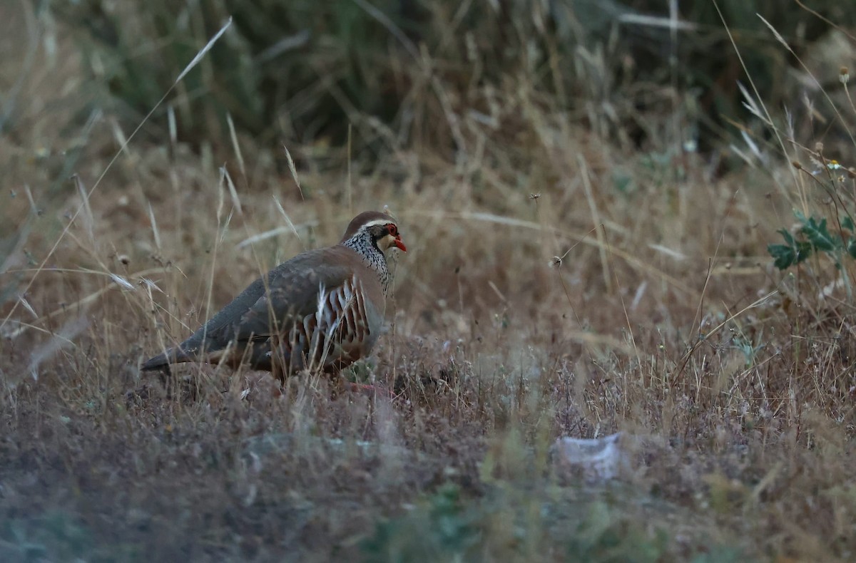 Red-legged Partridge - ML637642410